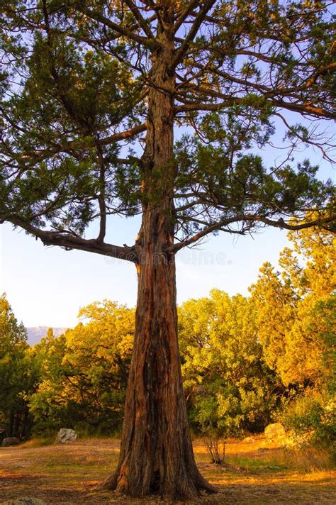 Big Pine Tree in the Autumn Forest Stock Photo - Image of fall, garden ...