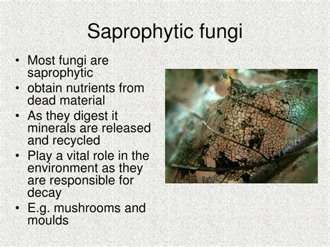 PPT - Fungi PowerPoint Presentation, free download - ID:9109923