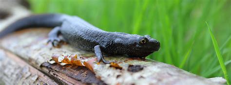 Conservation scheme for newts expands in Staffordshire | The Planner