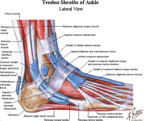 Ligaments Of The Foot | Tendons In The Foot ~ wedding love | foot pictures | Pinterest ...