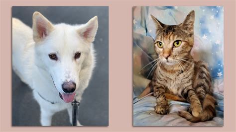 Seattle-area shelters offer discounted pet adoption - Axios Seattle