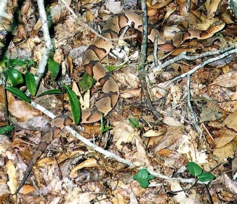 Copperhead Snake in Louisiana | HubPages