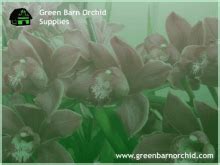 Orchid PFP - Orchid Profile Pics