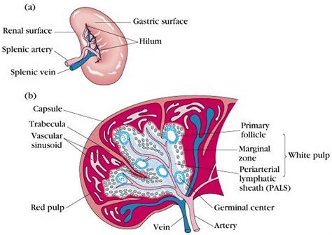 Splenectomy indications, surgery, vaccines, diet, side effects & complications