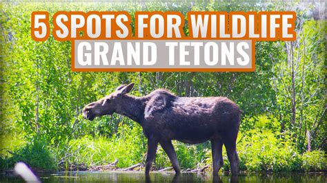 Where to See Wildlife in Grand Teton National Park! [Including #1 spot!] - YouTube