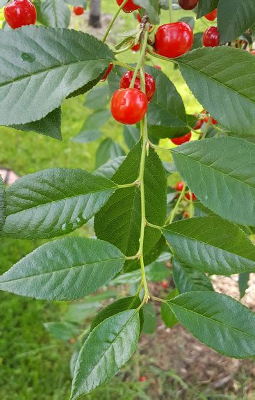 'NORTH STAR' SOUR CHERRY - PRUNUS 'NORTH STAR' | The UFOR Nursery & Lab