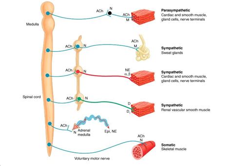 Muscarinic Receptors vs Nicotinic Receptors | Mozahedul Islam's blog ...