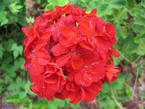 File:Unidentified Red Flowers.JPG - Wikimedia Commons