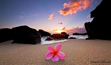 Plumeria by the Sea - Hawaii Pictures