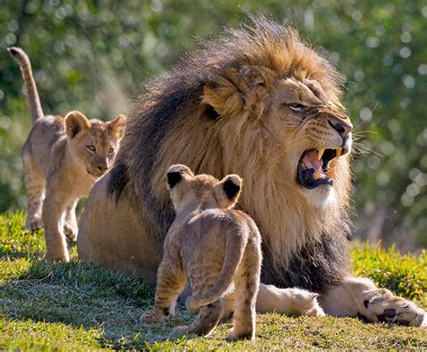 Learning to be lions | San Diego Zoo Kids