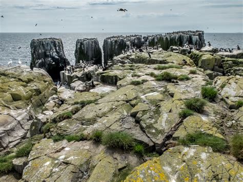 The Farne Islands, Northumberland - KES Wildlife