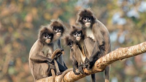 Large group of endangered Phayre's leaf monkeys feast on jujubes - CGTN