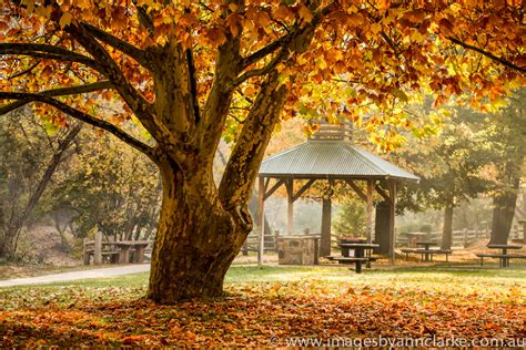 Bright Victoria in Autumn | In the park by the Ovens River i… | Flickr