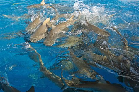 Video: Massive Shark Feeding Frenzy Near Louisiana | Outdoor Life