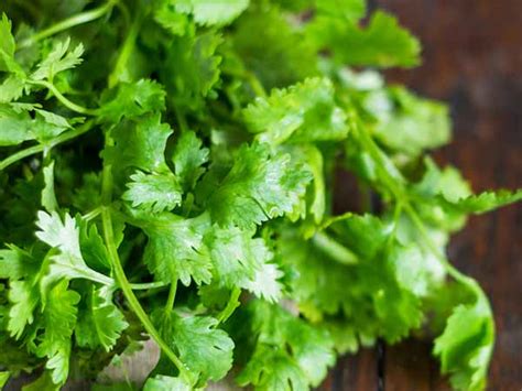 Top Benefits Of Coriander Leaf - Benefits Coriander Leaf