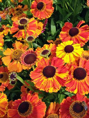 Helenium Grow Guide