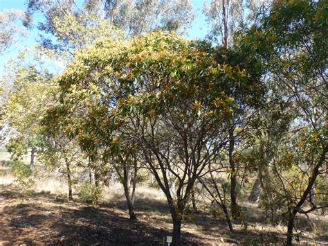 Acacia leiocalyx – Black Wattle | Gardening With Angus