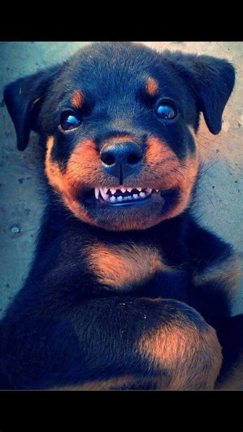 What Age Do Rottweiler Puppies Lose Their Teeth