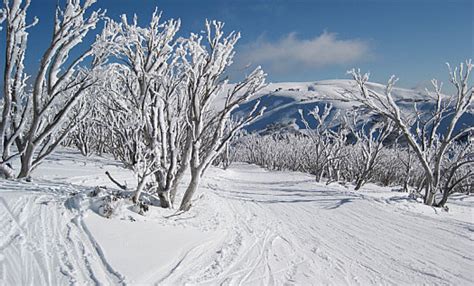 VICTORIA SNOW SKIING IN VICTORIA AUSTRALIA Snowfields Ski Resorts