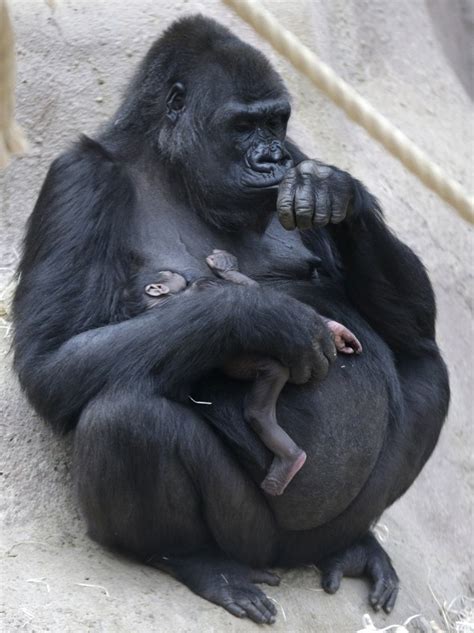 Gorilla gives birth unexpectedly at Prague zoo | Daily Mail Online