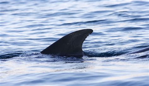 Surfer feared dead after shark attack off South Australia coast – The ...