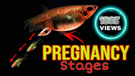 Stages of a Pregnant Guppy-Mating, Labor, Live Birth - YouTube