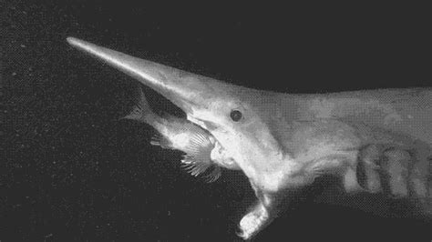 Absurd Creature of the Week: Elusive Goblin Shark Has World's Most Terrifying Jaws | Goblin ...