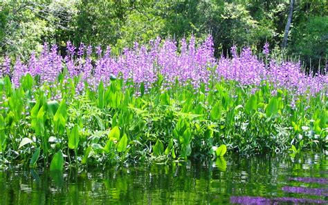 Discover the Beauty and Role of Native Aquatic Plants – in Your Own Pond | Gardening in the ...