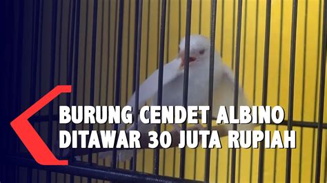 Petani Jember Temukan Burung Cendet Albino - YouTube