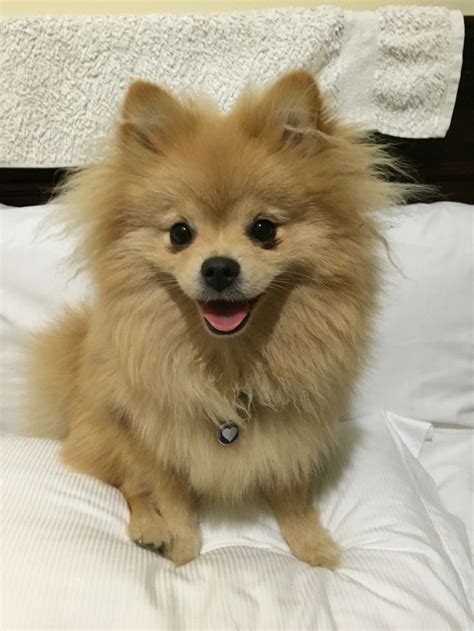 Teddy the Toy Pom #Pomeranian #puppy #cute | Toy pom, Pomeranian, Puppies