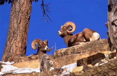 Bighorn Sheep - Description, Habitat, Image, Diet, and Interesting Facts