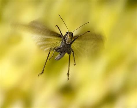 Bird Grasshopper in Flight | Smithsonian Photo Contest | Smithsonian Magazine