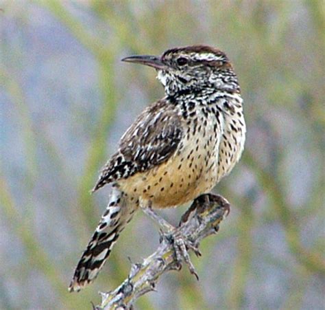 Arizona State Bird: Cactus Wren | Arizona | Pinterest | Arizona cactus, Arizona and Cactus