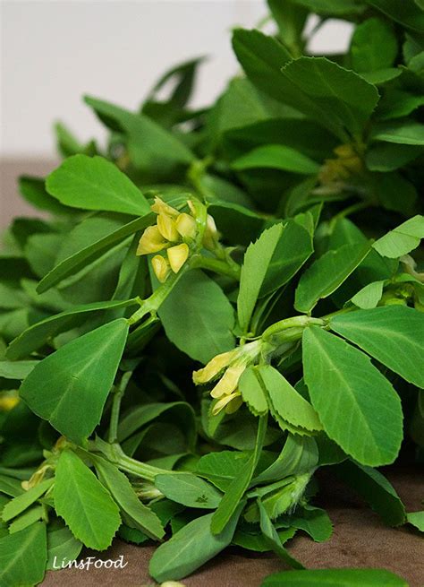 Methi Leaves (Fenugreek Leaves/Shanbalileh), a Persian and Indian Herb