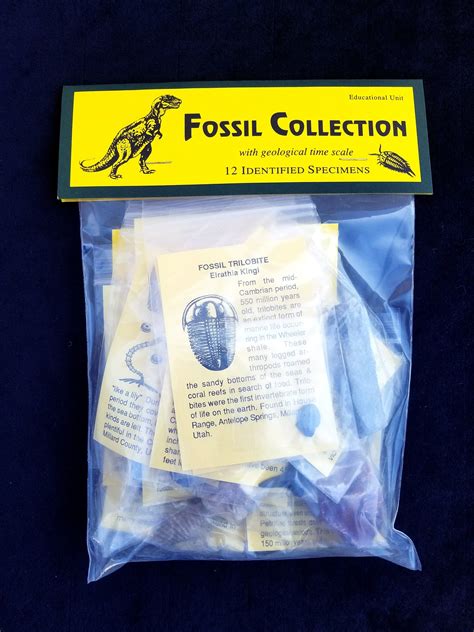 Fossil Collection Kit - Etsy