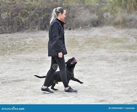 Staffordshire Bull Terrier Training Stock Image - Image of outdoor, discipline: 296054485