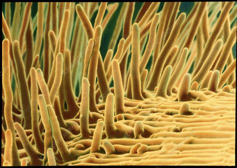 Root hairs on a cress root - Stock Image - B705/0079 - Science Photo Library