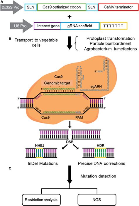 Crispr Edited Plants Hot Sale | innoem.eng.psu.ac.th