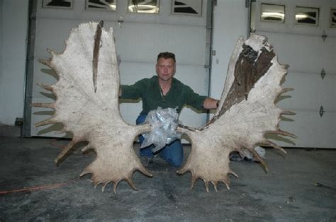 Very Large Moose Antlers