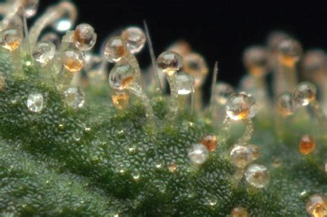 trichomes ต่อเรซิ่น ในกัญชา คืออะไร trichomes ว่าเป็นต่อมเรซิ่นและเป็น ...