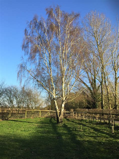 Notes from a Suffolk Smallholding: I enjoy silver birch trees