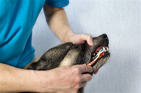 Rotten Dog Teeth Stock Photos, Pictures & Royalty-Free Images - iStock