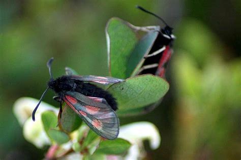 Global warming pushing alpine species higher and higher - ScienceBlog.com