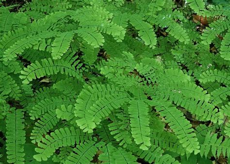 Adiantum pedatum Nursery Plant