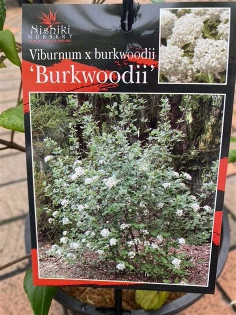 VIBURNUM BURKWOODII 200MM | The Garden Feast