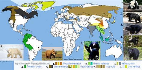 Map of Bear species (Ursidae) distribution : r/MapPorn