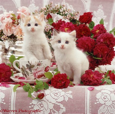 Kittens among flowers photo WP08188