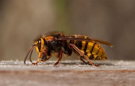 Why Asian hornets are bad news for British bees | Natural History Museum