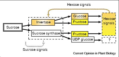 [PDF] Sucrose metabolism: regulatory mechanisms and pivotal roles in sugar sensing and plant ...