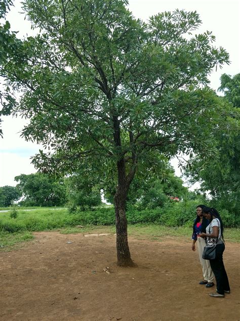 Reeds in the Wind: The Amazing Shea Tree